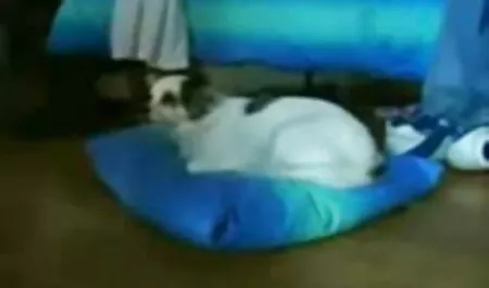 Xem video khiêu dâm của một đám đông của người da đen với một cô gái tóc vàng lái xe lớn trong cùng một thời điểm trực tuyến phim sex với Mila Milano trong tất cả. Để tải về miễn phí tình dục video trên điện thoại trong chất lượng cao và không cần đăng ký vào 